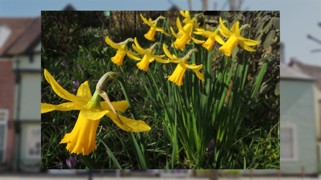 Easter Egg Trails - Horsham Museum and Art Gallery - Horsham Event