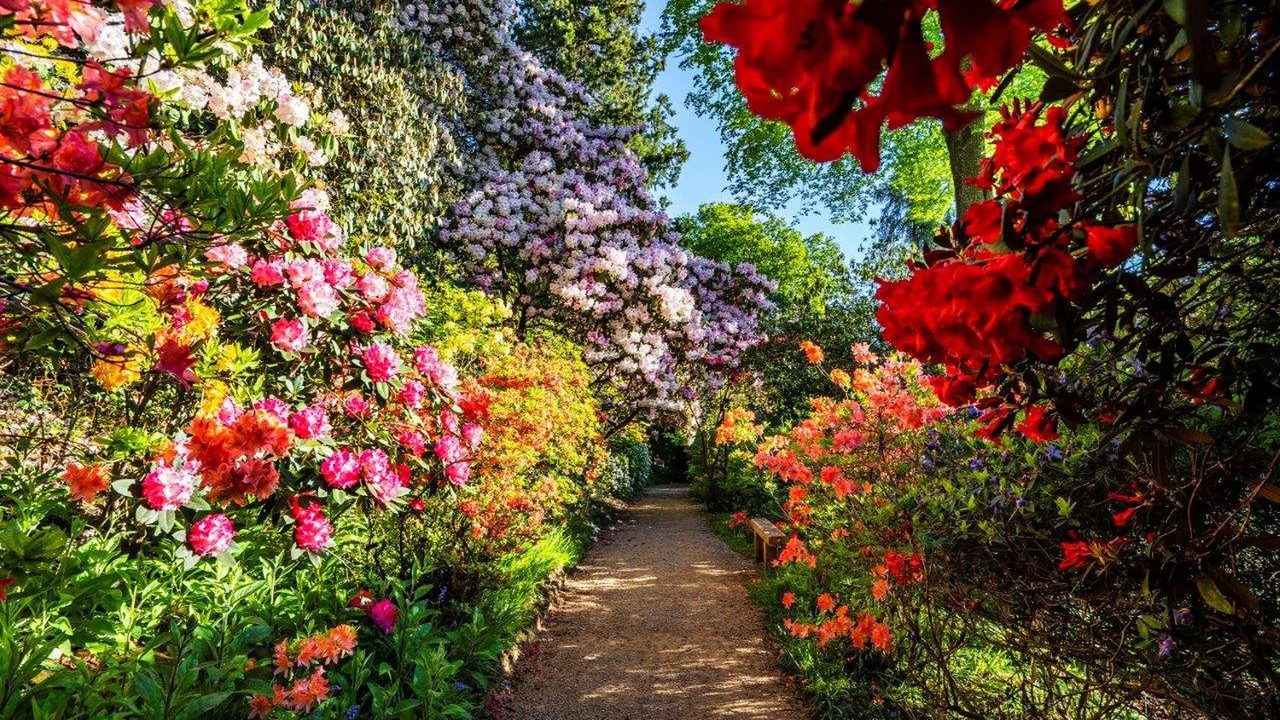 Rhododendron Celebration - Leonardslee Gardens - Horsham Event