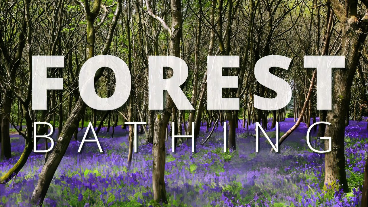 Spring Forest Bathing - Leonardslee Gardens - Horsham Event