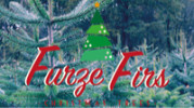 Furze Firs PYO Christmas Trees Shop Now image
