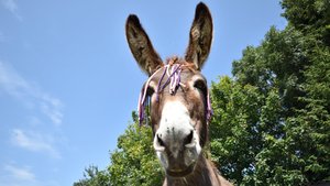 ABC Animal Sanctuary Photograph