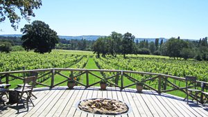 Nutbourne Vineyards Photograph