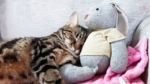 Pet Services