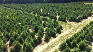 Furze Firs PYO Christmas Trees Profile
