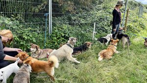 Holbrook Animal Rescue Photograph