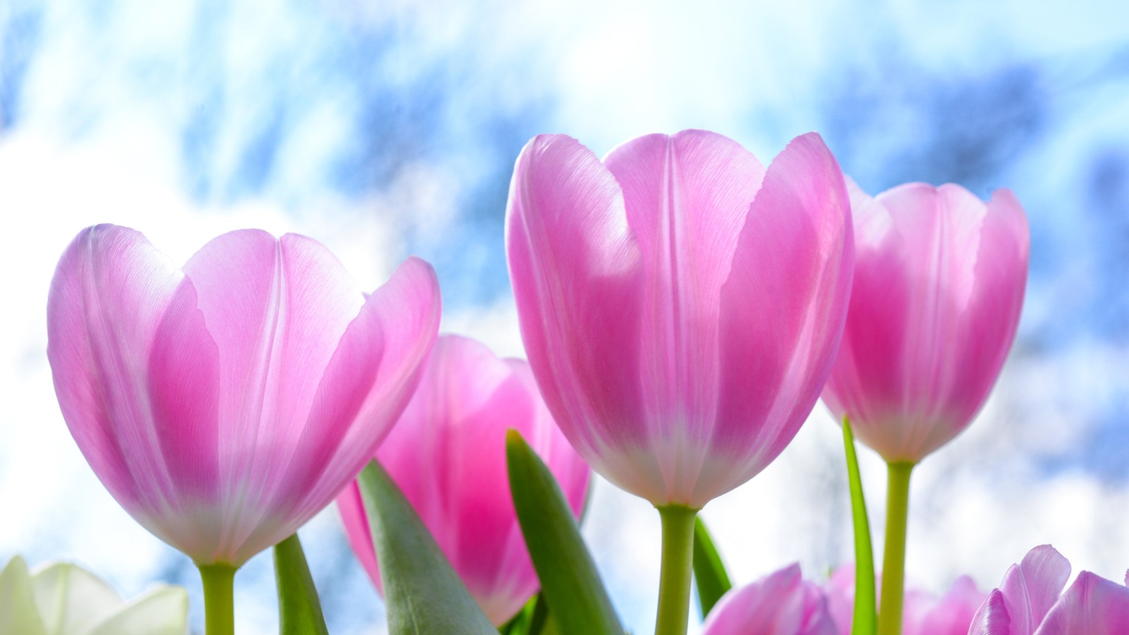 Horsham Mother's Day