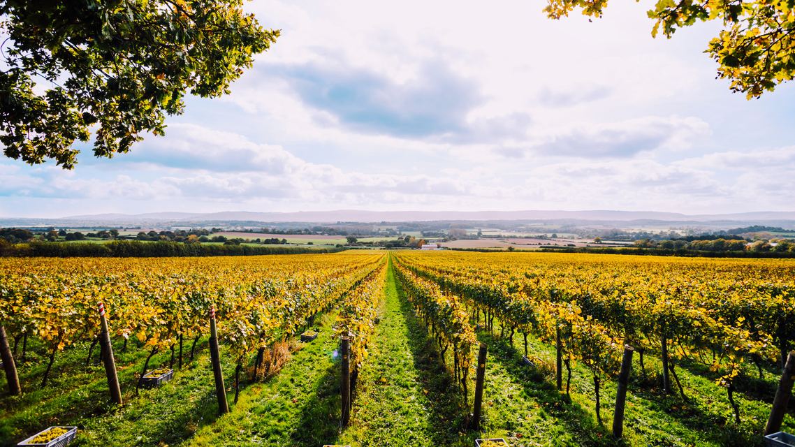 Nyetimber - West Chiltington