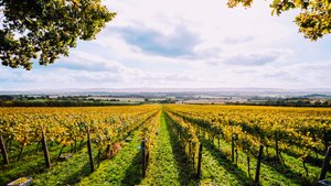Nyetimber Photograph
