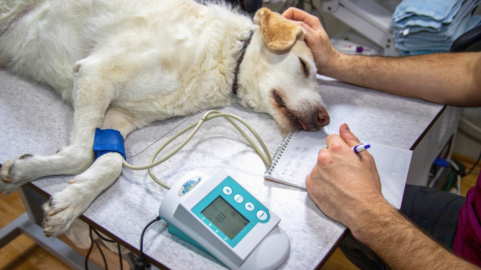 Horsham Veterinary Surgeries