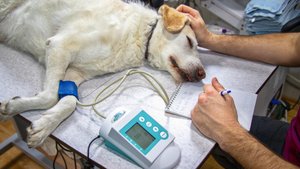 Veterinary Surgeries