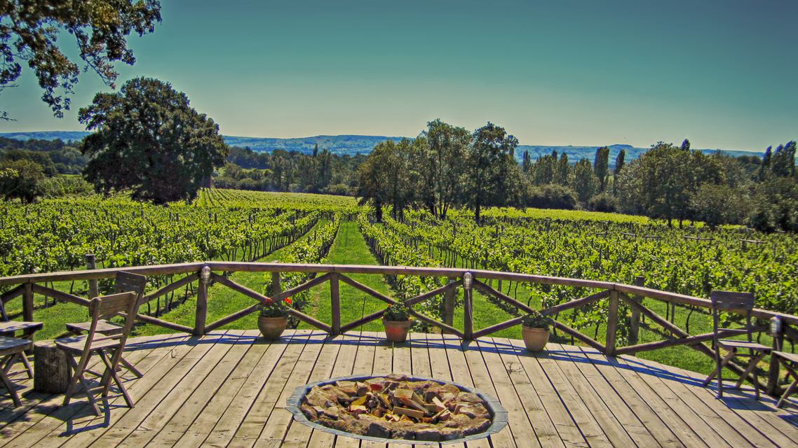 Vineyard