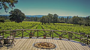 Vineyard