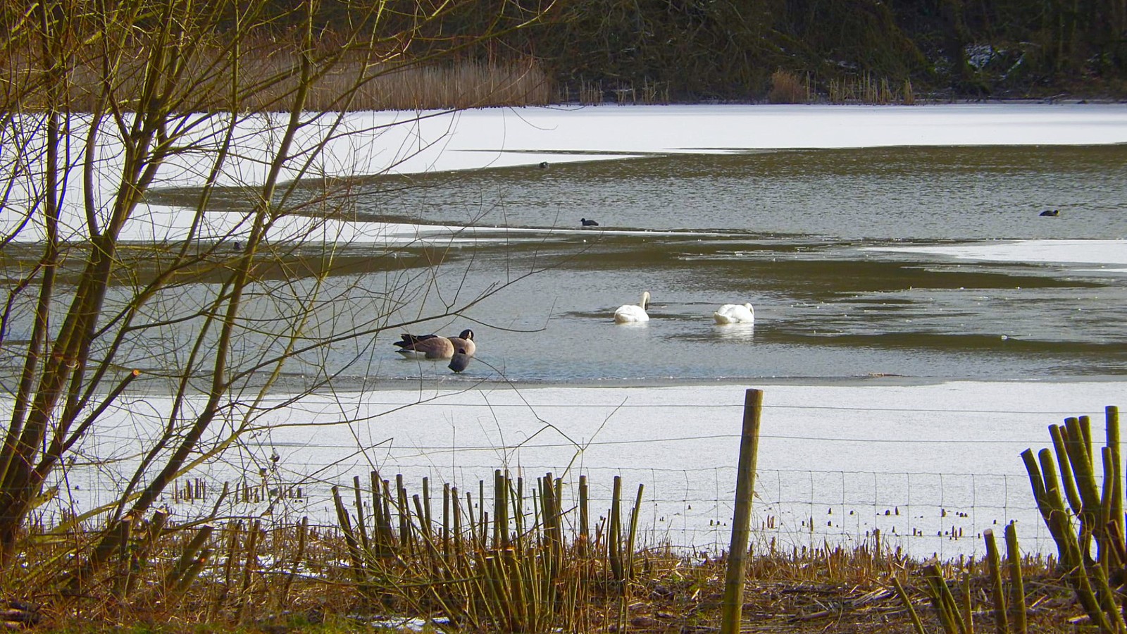 Warnham Local  Nature Reserve - Warnham