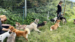 Holbrook Animal Rescue Photograph