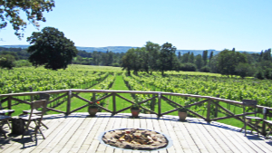 Nutbourne Vineyards Photograph