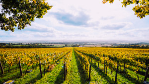 Nyetimber Photograph