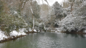 Silent Pool Gin Photograph