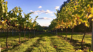Villa Elena Vineyard Photograph