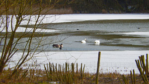 Warnham Local  Nature Reserve Photograph