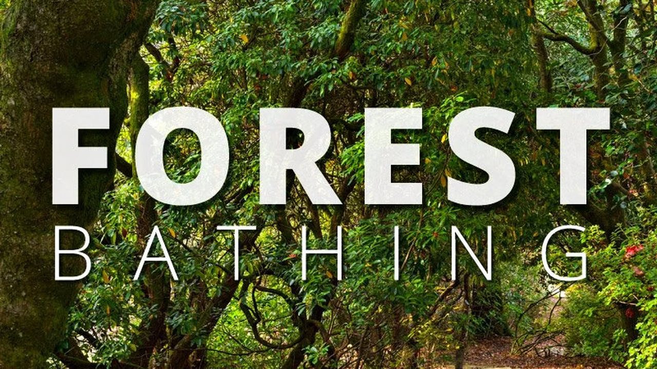 Forest Bathing - Leonardslee Gardens - Horsham Event