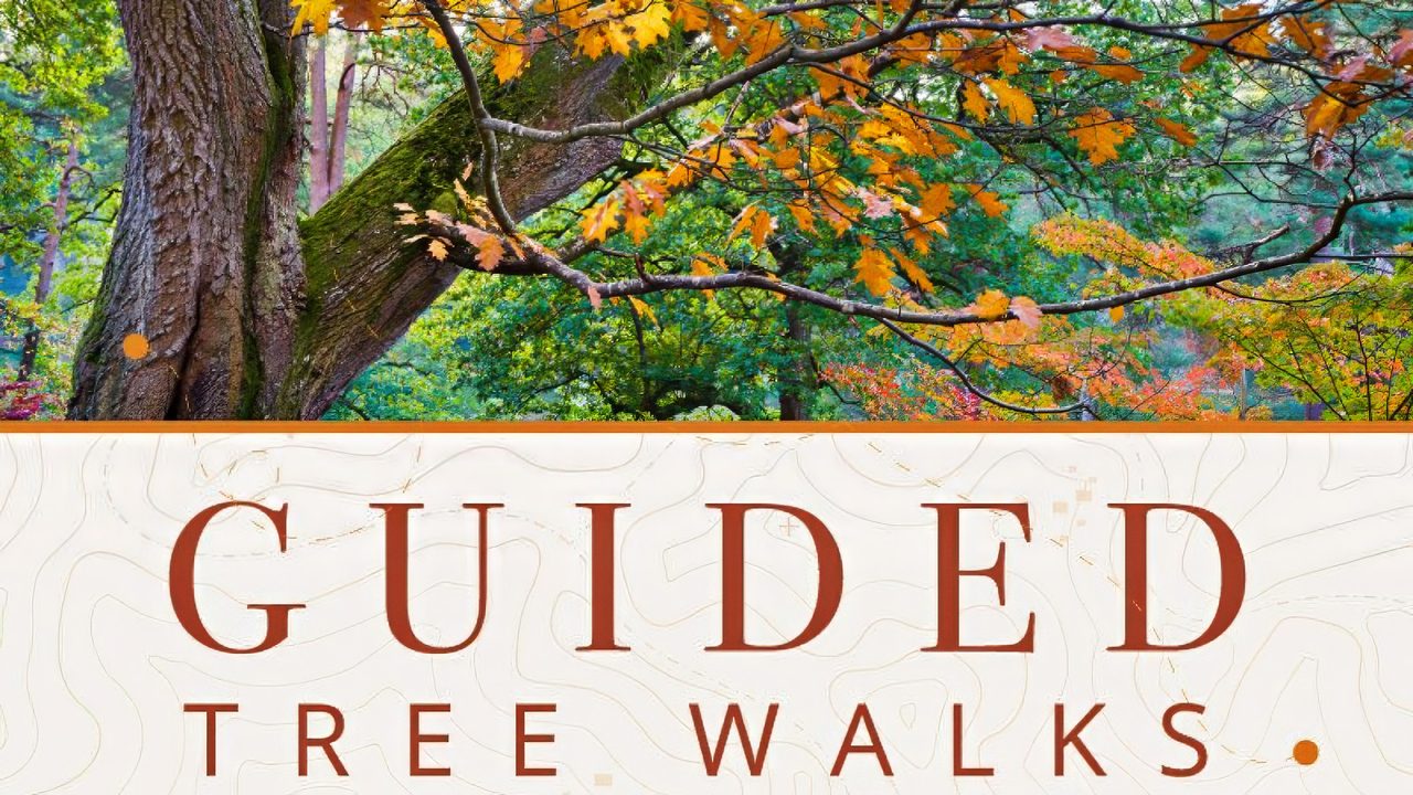 Guided Tree Walks - Leonardslee Gardens - Horsham Event