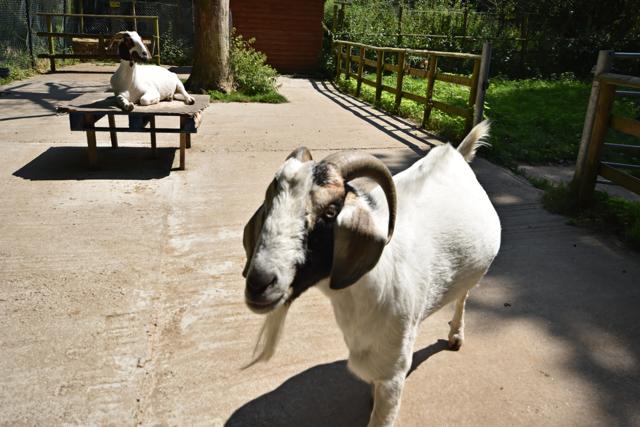 ABC Animal Sanctuary