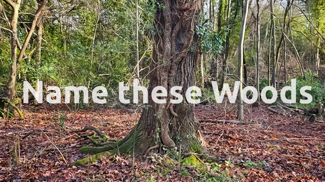 Name These Woods