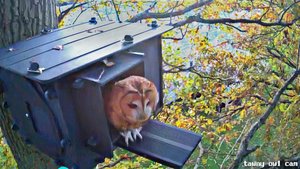 Rewilding Raylands Park: A Tranquil Haven for Wildlife and Nature Lovers
